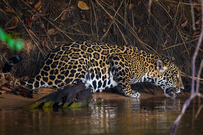 4-day Pantanal Tour with accommodation - Departing from Cuiaba - Key highlights you can plan around
