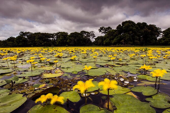 4-day Pantanal Tour with accommodation - Departing from Cuiaba - Cuiabá to Poconé: Getting Your Bearings and Your First Wildlife Chances