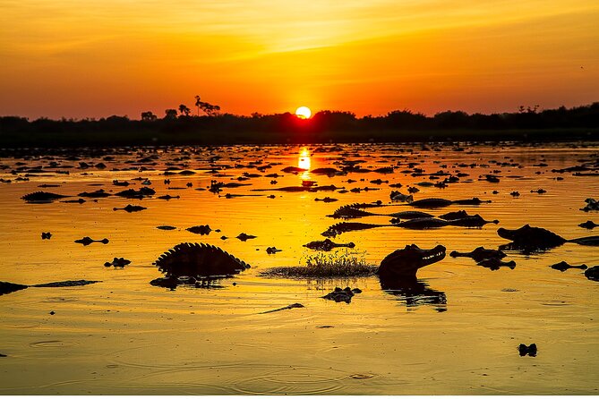 4-day Pantanal Tour with accommodation - Departing from Cuiaba - Jaguars and Reality Checks: How to Set Expectations Without Killing the Fun