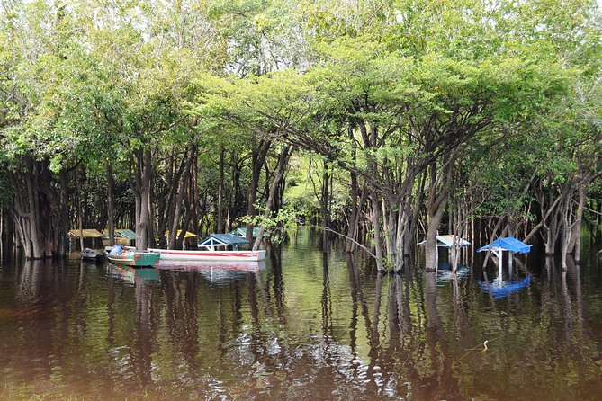 4 Days Amazon Jungle Adventure Tour - The rainforest walk on Day 2: medicinal plants, then canoe channels and flooded lands