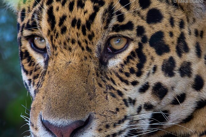 6 Days Pantanal and Jaguar Safari departing from Cuiaba - Why Porto Jofre and the Three Rivers matter for jaguars