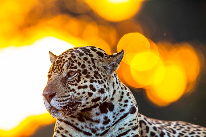 6 Days Pantanal and Jaguar Safari departing from Cuiaba - What you can expect to see besides jaguars