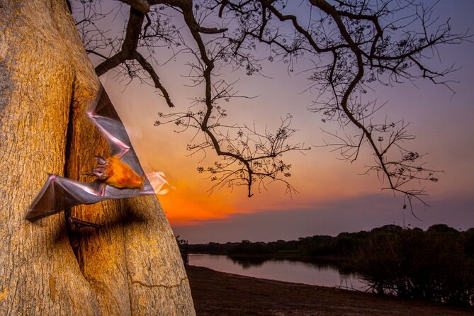 6 Days Pantanal and Jaguar Safari departing from Cuiaba - Lodge life in Porto Jofre, and why your base location helps