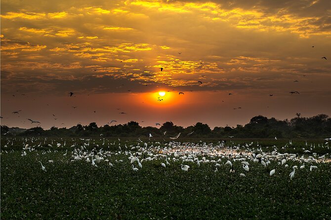 6 Days Pantanal and Jaguar Safari departing from Cuiaba - Timing and comfort: what 6:00 am really feels like