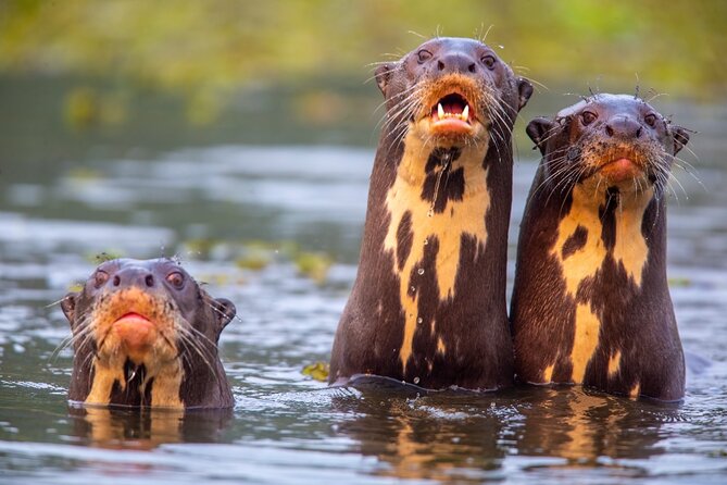 6 Days Pantanal and Jaguar Safari departing from Cuiaba - Price and value: $4,532.25 per person, and what you get for it