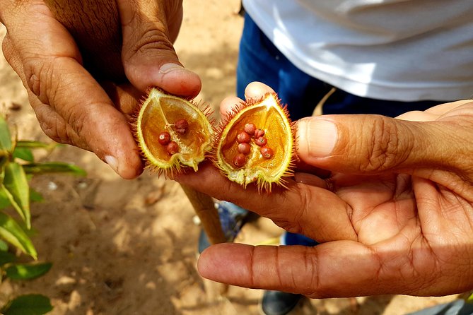 Adventure: 4-hour hike in the Amazon rainforest - The 3-Hour Jungle Hike: Medicinal Plants and Real Forest Trees