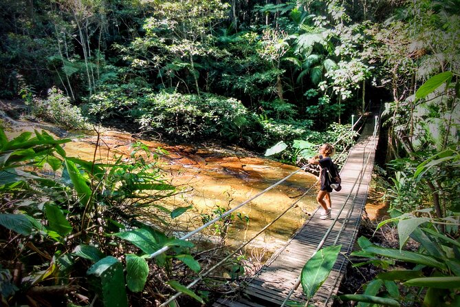 Adventure & History at Tijuca Forest (small group or private) - 6 km and 448 m: what moderate hiking really means here