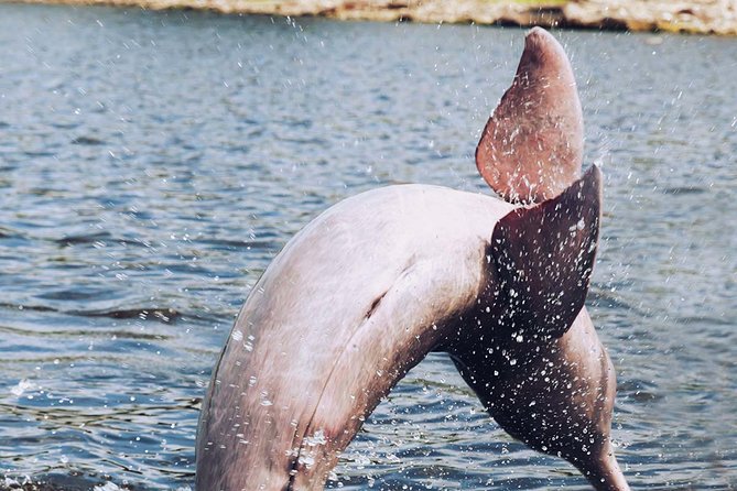 Amazon Experience: meet a native village and swim with porpoises - Key highlights to look forward to