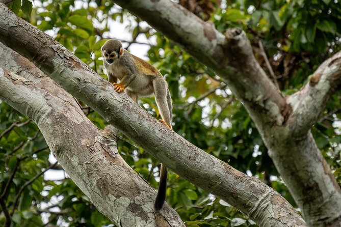 Amazon Explore 4D/3N-At Amazon Tapiri Floating Lodge - Day 3: river family visit, swim time, and the overnight jungle camp