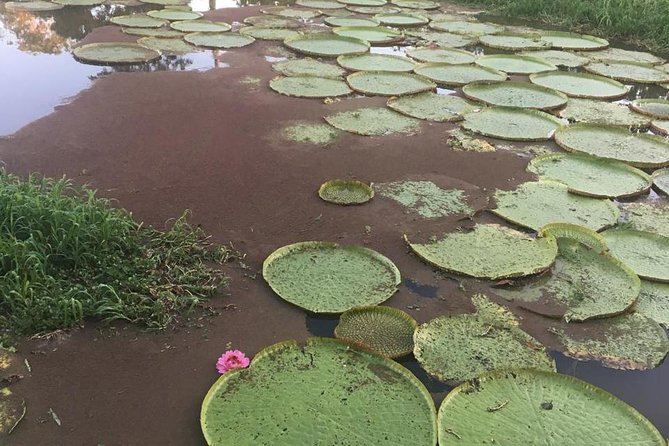 Amazon Private Safari by Tuhiri Eco Tour - Leaving Manaus - Stop 4: Comunidade Indigena Dessana, Dances and Cultural Context