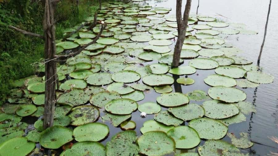 Amazon Safari® Manaus: Day trip on the Amazon River - Floating crafts fair and Pirarucu hatchery: local culture you can take in without rushing