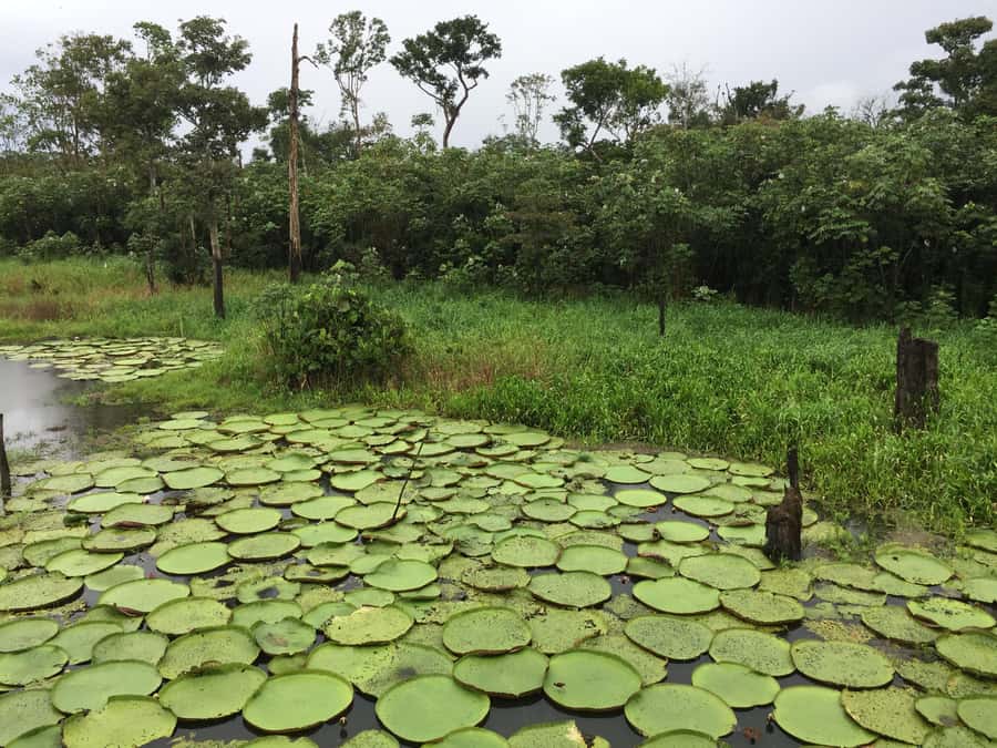 Amazonas: Boat Ride with a Local Amazonian - Who should book this Amazonas ride, and who might skip it