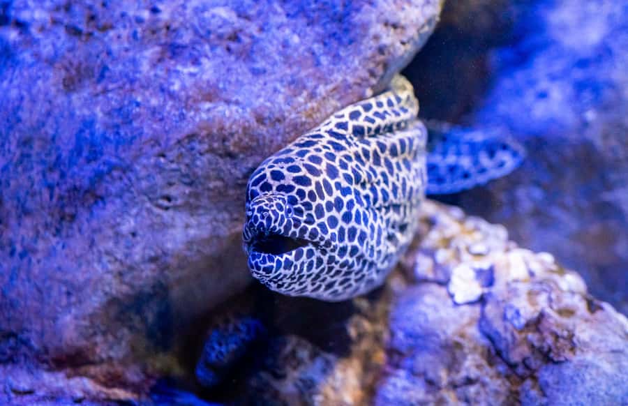 AquaRio and Olympic Boulevard Small Group Tour - Key highlights at a glance