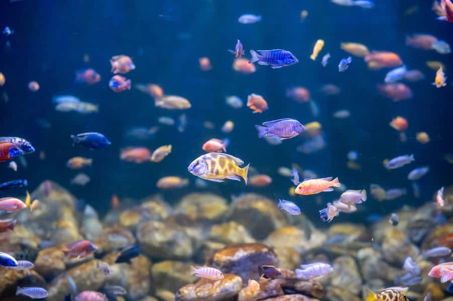 AquaRio and Olympic Boulevard Small Group Tour - The biggest tank moment: 3.3 million liters and a 7 meter view