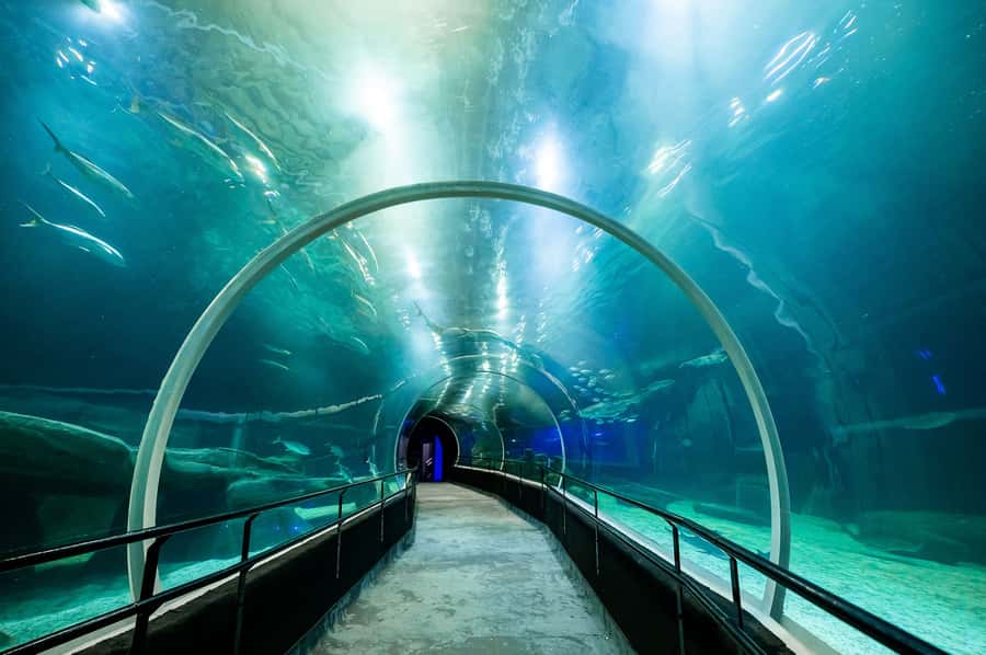 AquaRio and Olympic Boulevard Small Group Tour - The ocean tunnel pass-through: the feeling of being surrounded