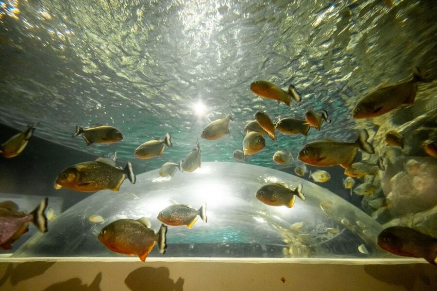 AquaRio and Olympic Boulevard Small Group Tour - What the $65 price covers, and when it’s a great deal