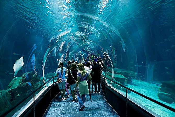 AquaRio Small Group Guided Tour with entrance and transfer - Stop One: AquaRio, Recinto Oceânico e de Mergulho, and the No-Flash Photo Moments