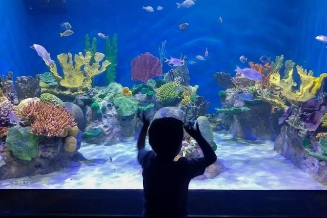 AquaRio Small Group Guided Tour with entrance and transfer - What to Bring for a Sunny Waterfront Day
