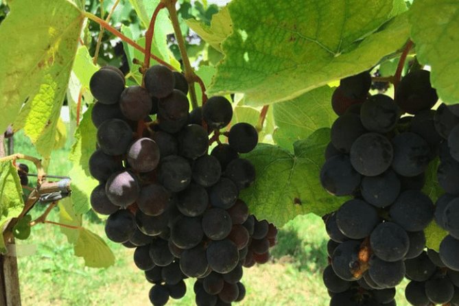 Art Of Wine - Travel Through The So-Called Wine Route Visiting Various Wineries - Key things to know before you go