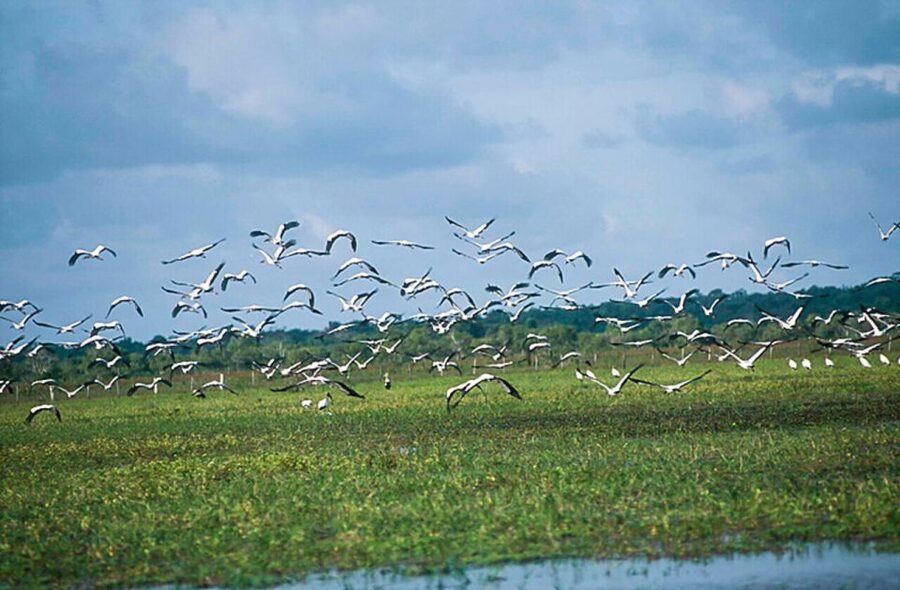 Belém: 2, 3 or 4-Day Marajó Island Excursion with Lodging - Beaches like Pesqueiro and Barra Velha, plus your free time buffer