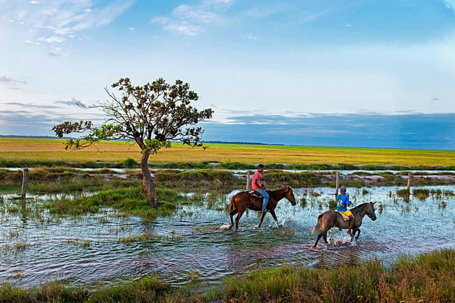 Belém: Marajó Island Day Trip with Buffalo Farm Visit - Practical tips to get more out of the day