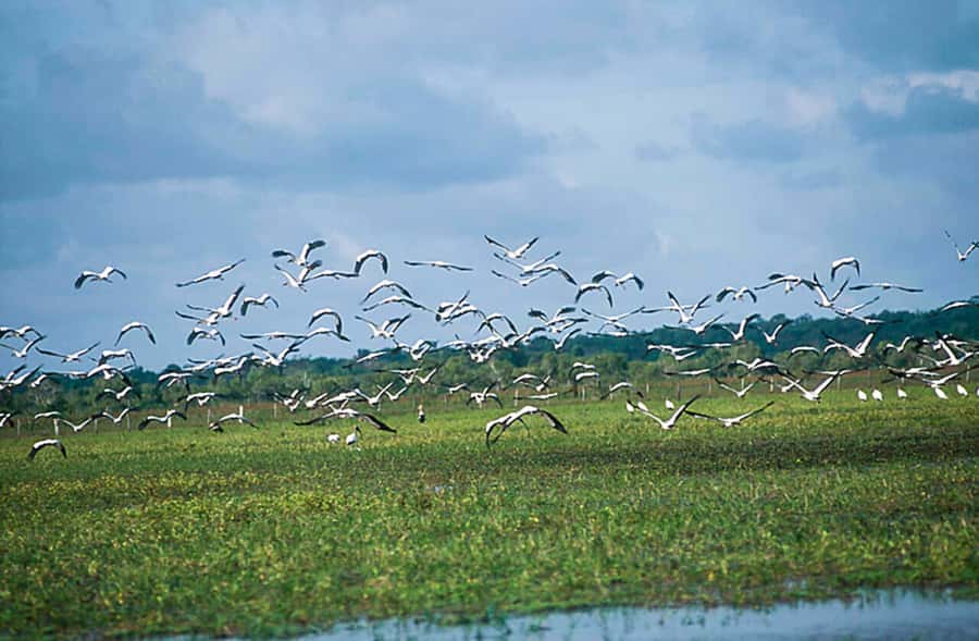 Belém: Marajó Island Day Trip with Buffalo Farm Visit - Beaches on Marajó: Pesqueiro vs Grande, and what they mean for your day