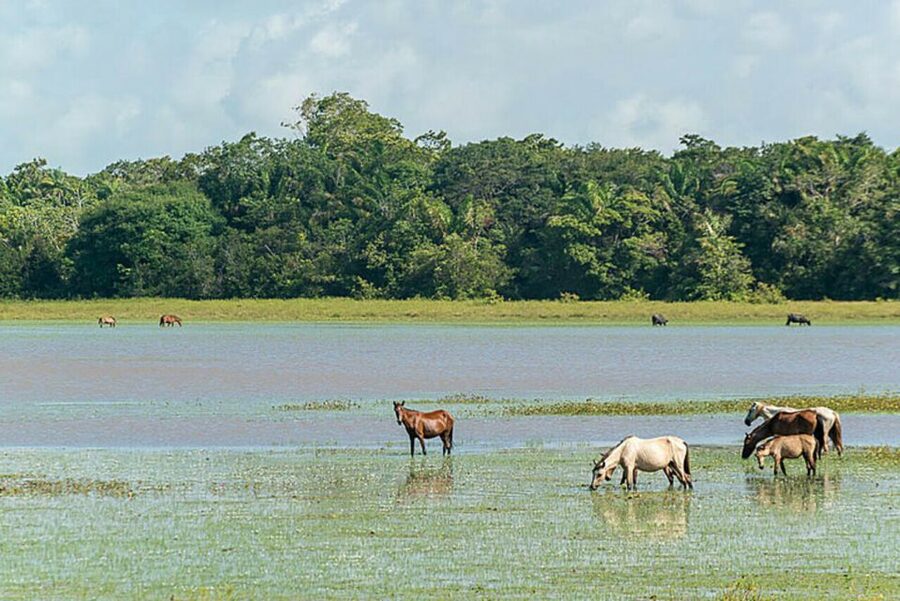 Belém: Marajó Island Day Trip with Buffalo Farm Visit - Guides, languages, and how to set expectations early