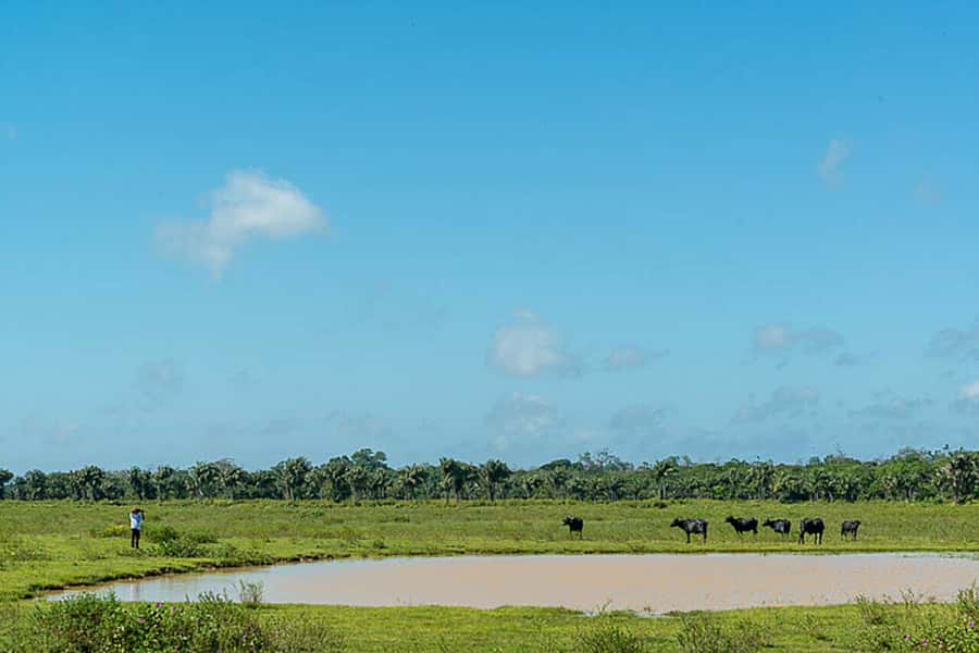 Belém: Marajó Island Day Trip with Buffalo Farm Visit - Who this Marajó day trip is best for
