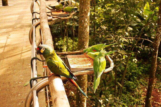 Bird Park General Admission Ticket and Tour - Parque das Aves Aviaries: Why This Bird Park Works