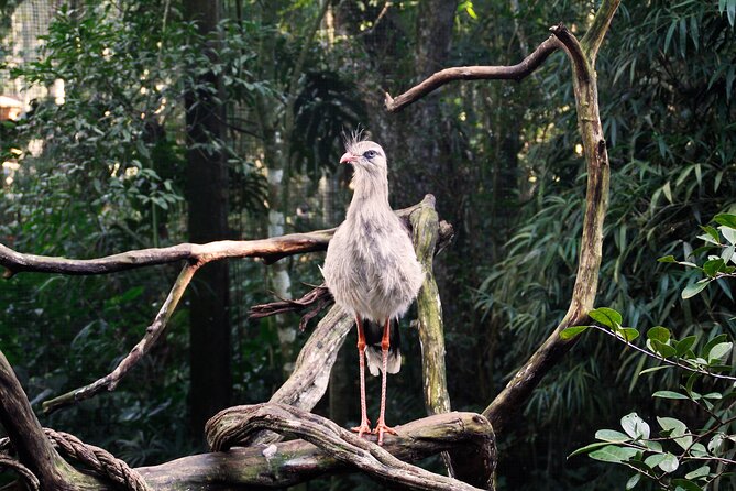 Bird Park General Admission Ticket and Tour - More Than Birds: Reptiles, Butterflies, and a Break From the Falls