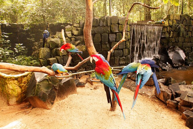 Bird Park General Admission Ticket and Tour - Pantanal and Forest Sections: Spot Birds in Their Habitat