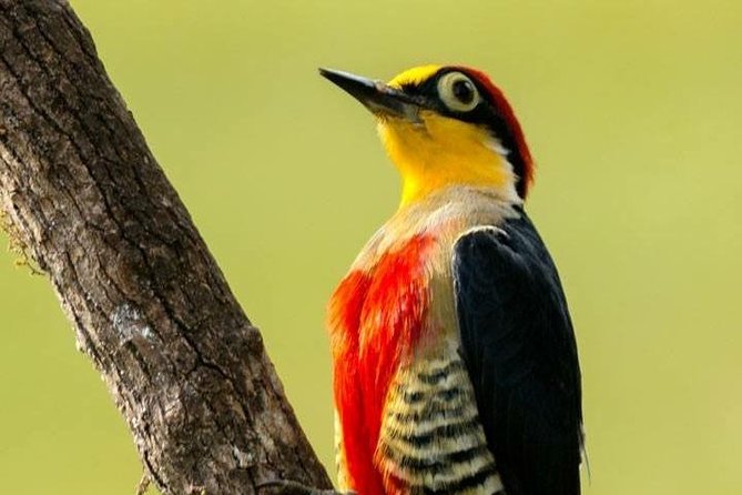 Birdwatching tour to Tijuca National Park with Pica-pau Tours - Meeting Point, Timing, and How the Morning Flows