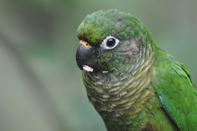 Birdwatching tour to Tijuca National Park with Pica-pau Tours - Stop 2 Cascatinha Taunay: Water, Motion, and Bird Timing