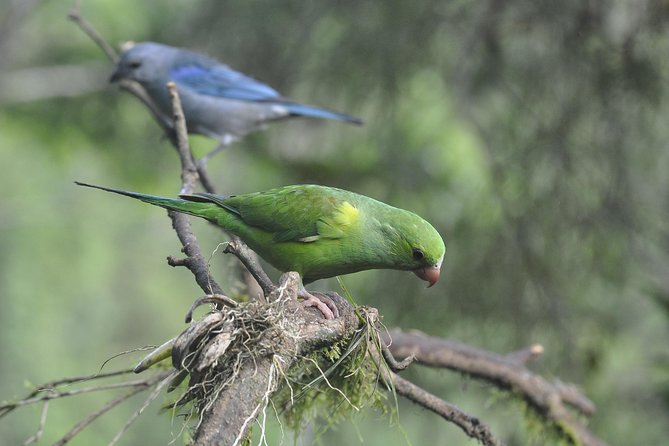Birdwatching tour to Tijuca National Park with Pica-pau Tours - Stop 4 Alto da Boa Vista: Final Chances for Tanager and Parakeet