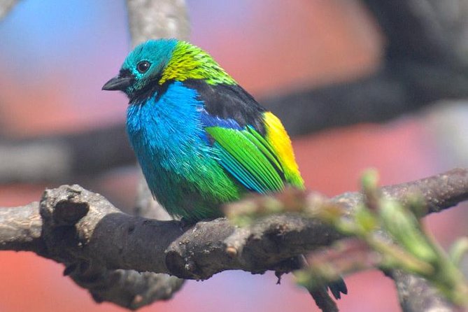 Birdwatching tour to Tijuca National Park with Pica-pau Tours - Stop 1 Floresta da Tijuca: Where Sound Leads the Way