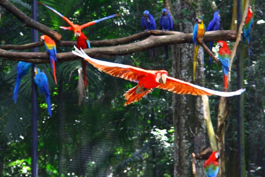 Brazilian Falls, Bird Park and Itaipu Dam - Key highlights