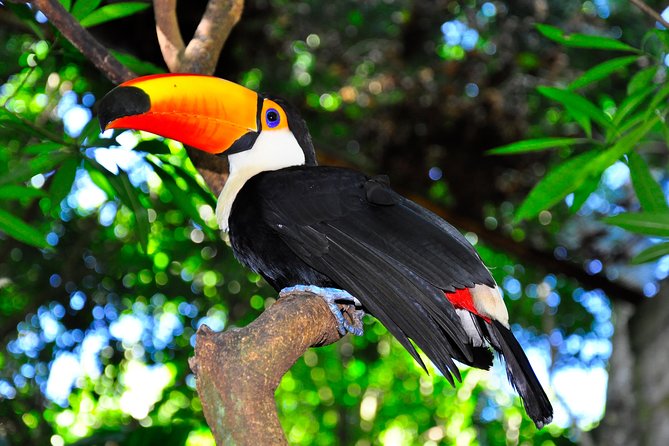 Brazilian Falls, Bird Park and Itaipu Dam from Foz do Iguaçu - Who this tour suits best (and who might want a different plan)