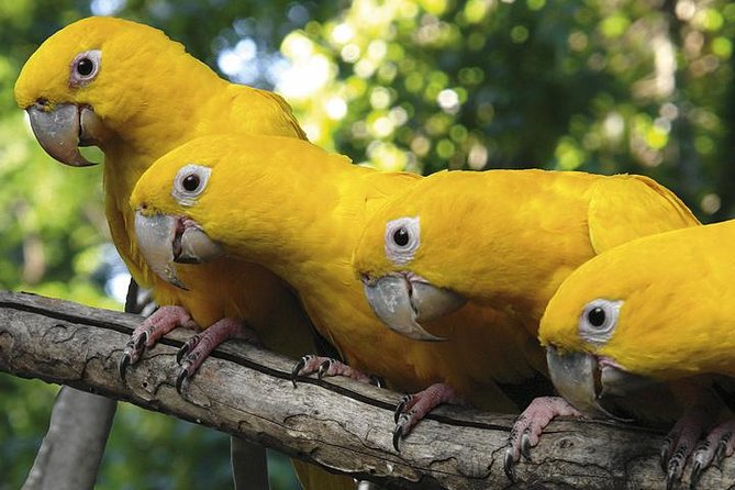 Brazilian Falls, Bird Park and Itaipu Dam from Foz do Iguaçu - The bird sanctuary at Parque das Aves: what two hours feels like