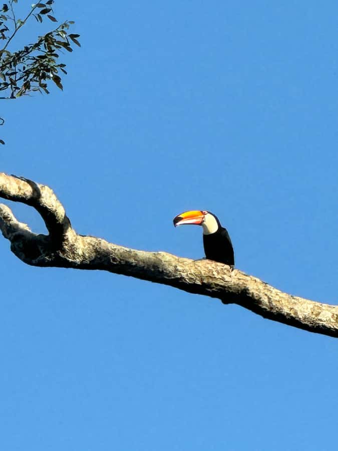 Brazilian Iguassu Falls,Bird park Boat Safari all tickets - Pickup in Foz do Iguaçu, and Why the Guide Matters