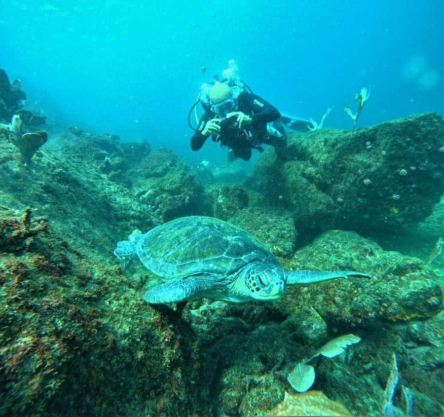 Buzios - DIVING EXPERIENCE - The 1.5-hour class on the beach: why you start with basics
