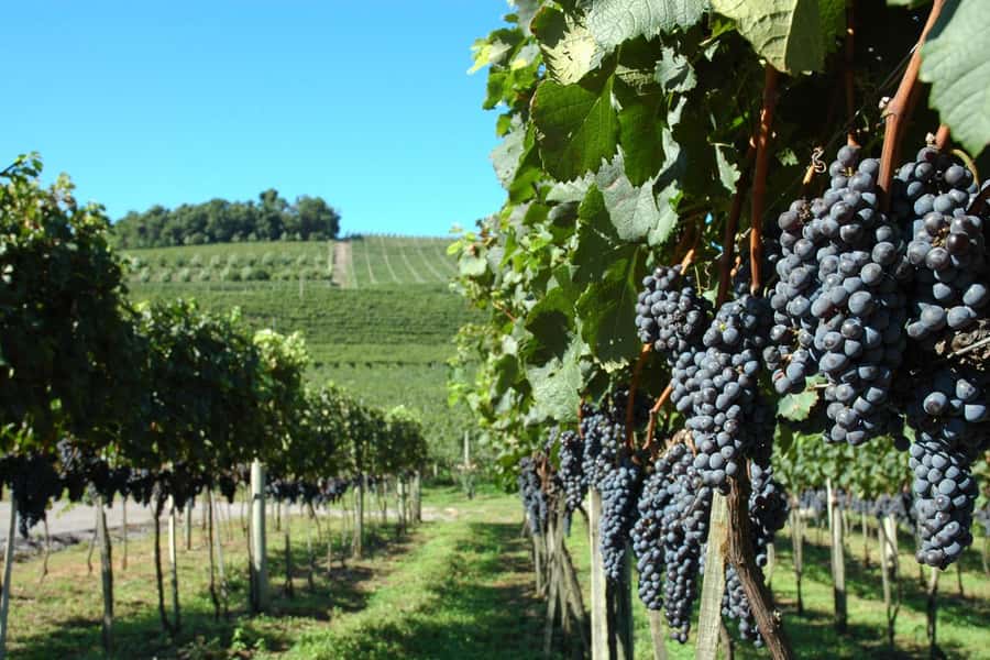 Canela/Gramado: South Wineries, Wine Train, & Italian Park - Key moments worth planning for