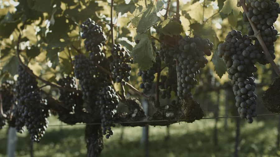 Canela/Gramado: South Wineries, Wine Train, & Italian Park - Price and value at about $109 per person