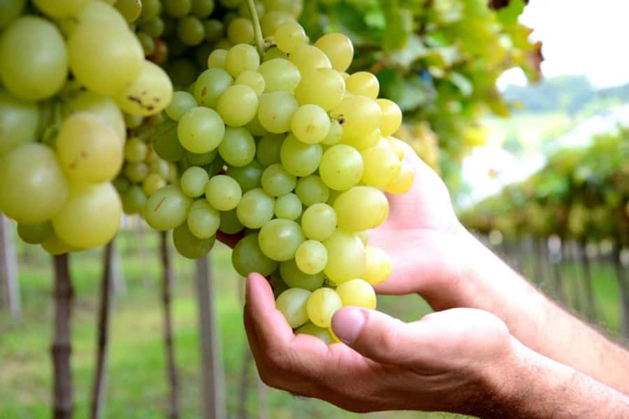 Canela/Gramado: South Wineries, Wine Train, & Italian Park - A Full-Day Route Through Serra Gaúcha (Gramado and Canela pickups)