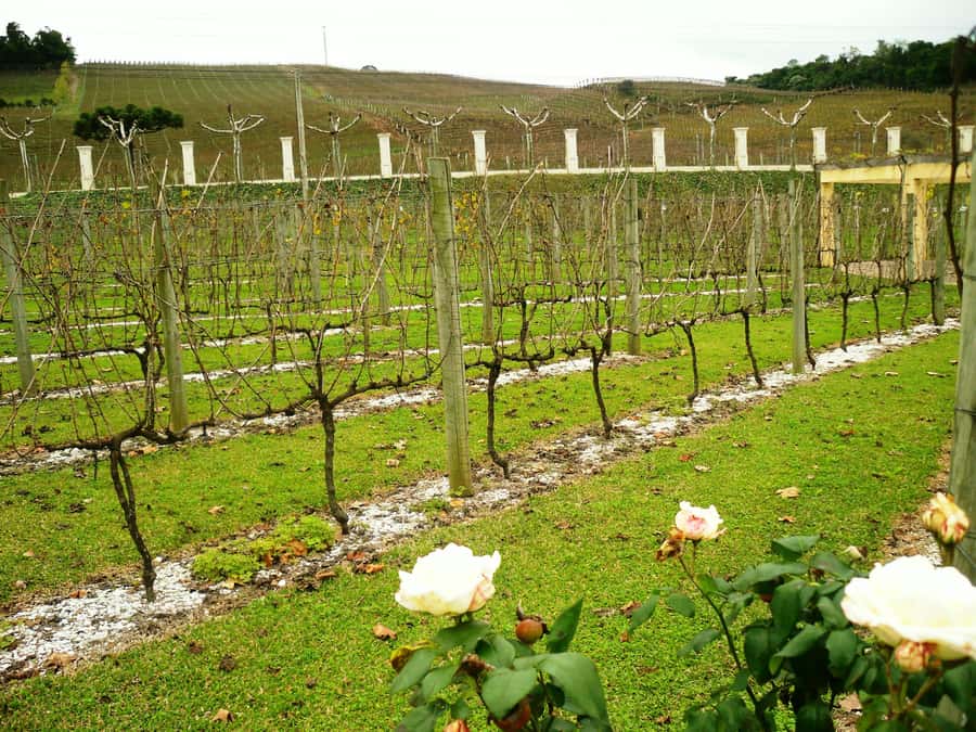 Canela/Gramado: South Wineries, Wine Train, & Italian Park - Fetina de Formaio cheese tasting in Carlos Barbosa: why this stop works for non-foodies too
