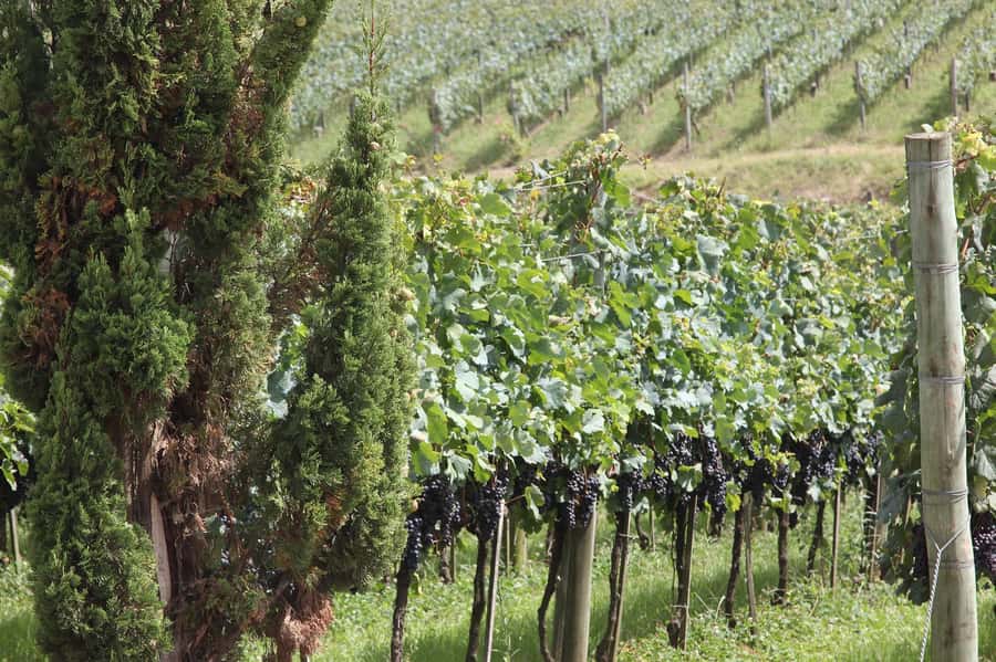 Canela/Gramado: South Wineries, Wine Train, & Italian Park - Tramontina showroom time: shopping at factory prices, or just a time filler