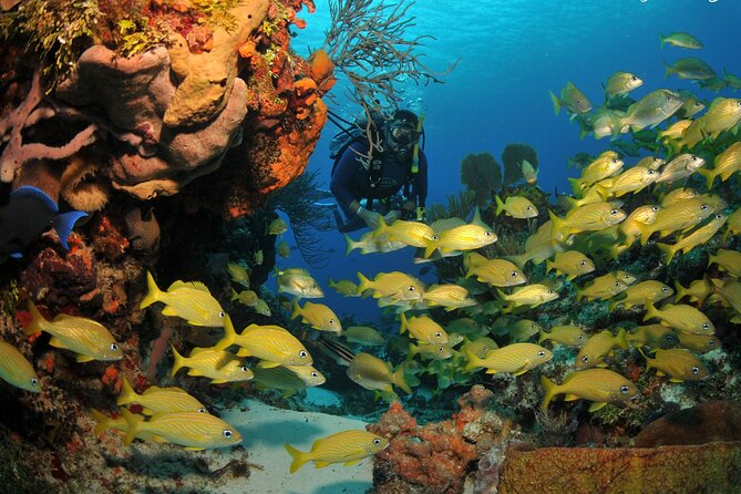 Discover scuba diving in Búzios - Start at João Fernandinho Beach, where the lesson actually makes sense