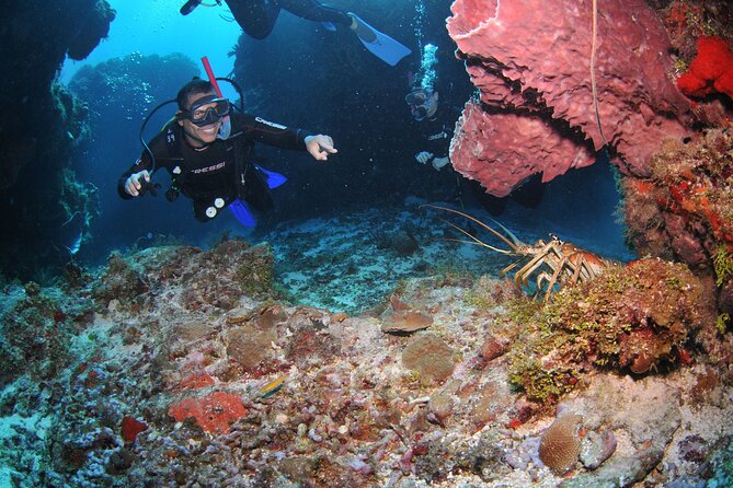 Discover scuba diving in Búzios - The reef session near João Fernandes and João Fernandinho