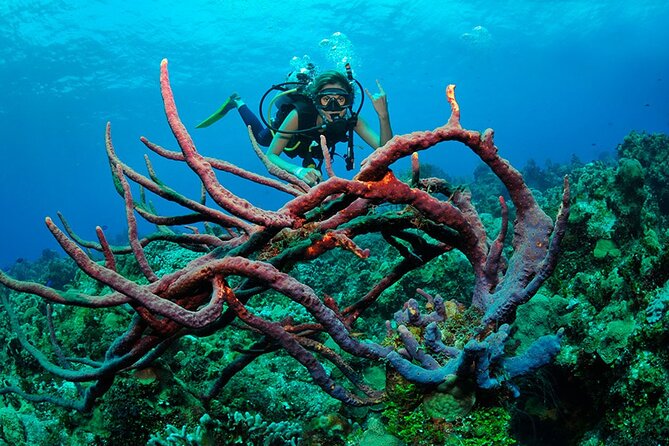 Discover scuba diving in Búzios - Price and value: why $59 can work if you want the whole package