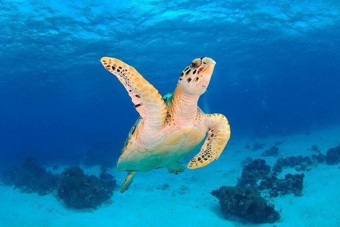 Discover scuba diving in Búzios - Instructor attention, gear, and the included photo and video