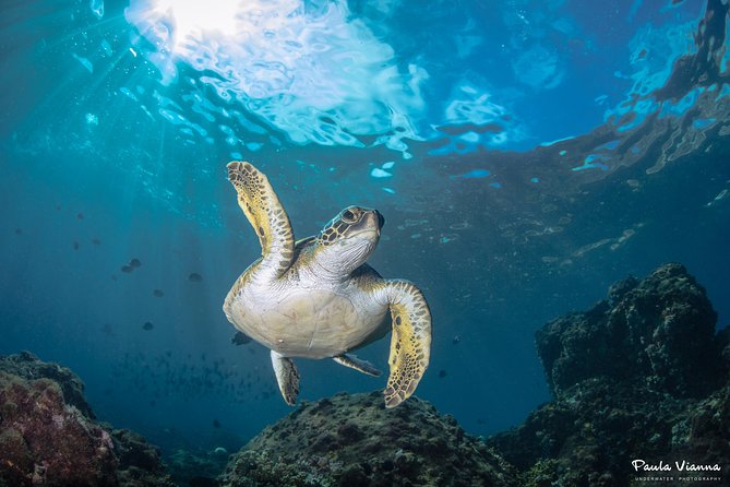 Diving for Beginners and Accredited - Búzios RJ - First-time Scuba in Búzios: what you’re signing up for